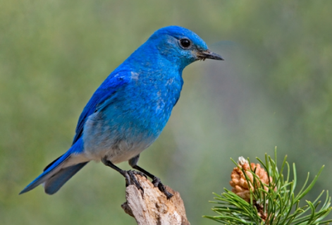 mountain-bluebird.jpg.png